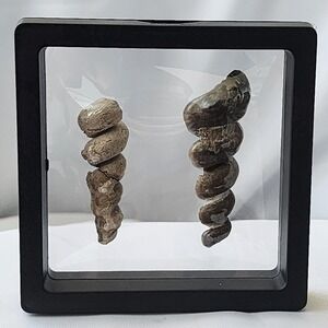 Late Cretaceous Period Turritella Gastropod Fossil Selma Calk North MS Display